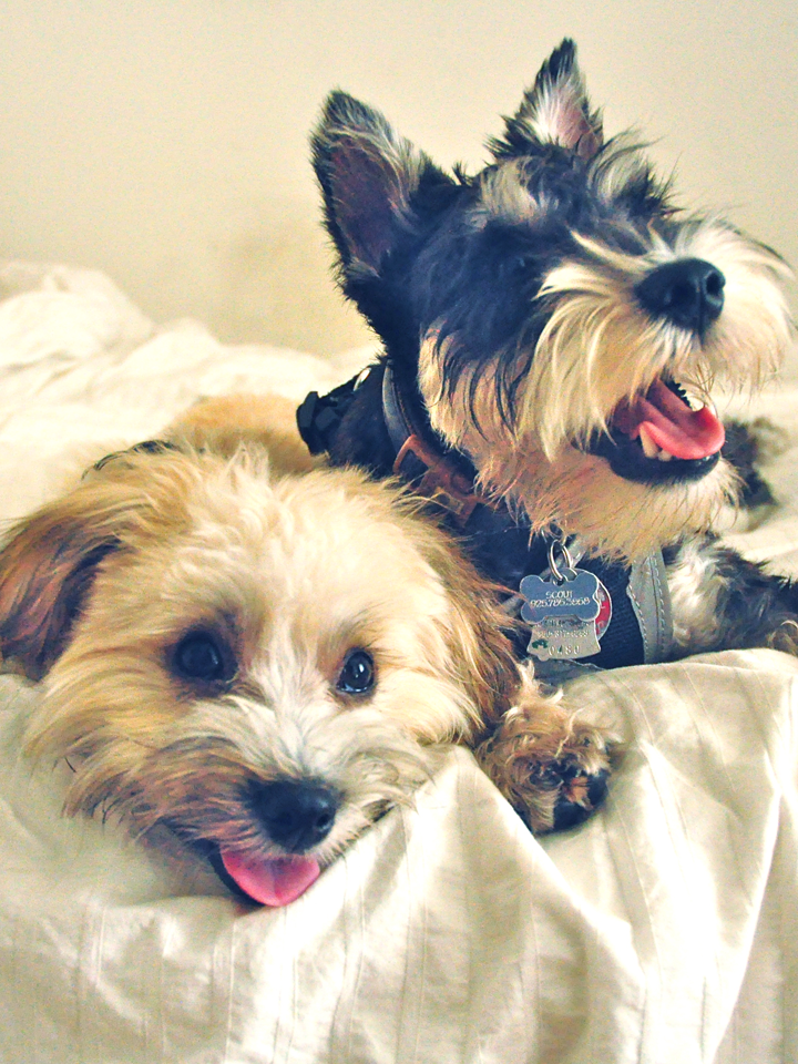 Two happy dogs relaxing on a bed, one with a playful expression and the other smiling with their tongue out.