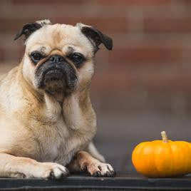 Fall & Thanksgiving