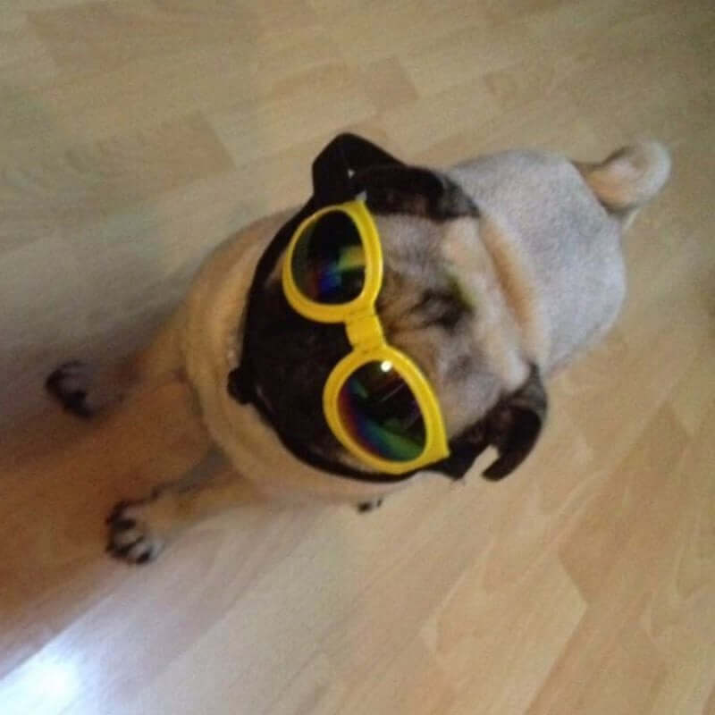 Dog Sunglasses Foldable Medium Size Waterproof Goggles UV Protection