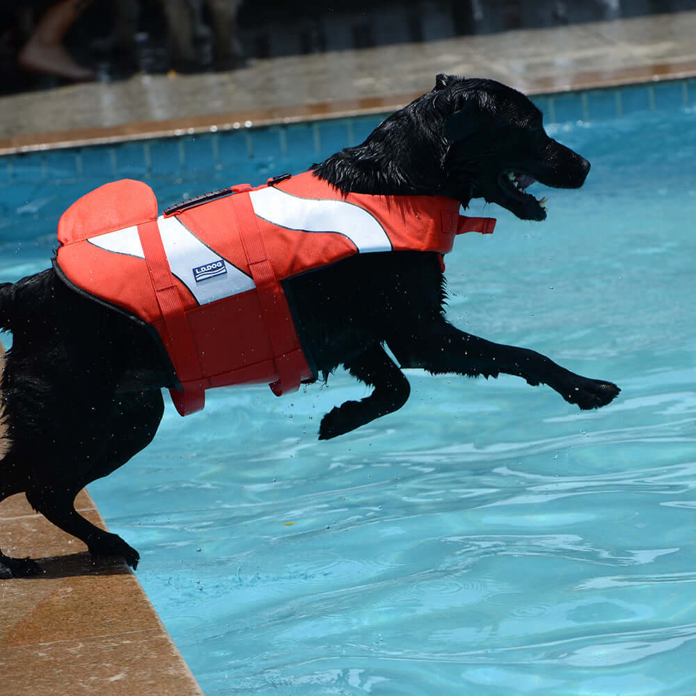 Dog Swimming Life Vest Adjustable Life Jacket Mermaid Shark on a black dog jumping into a pool.