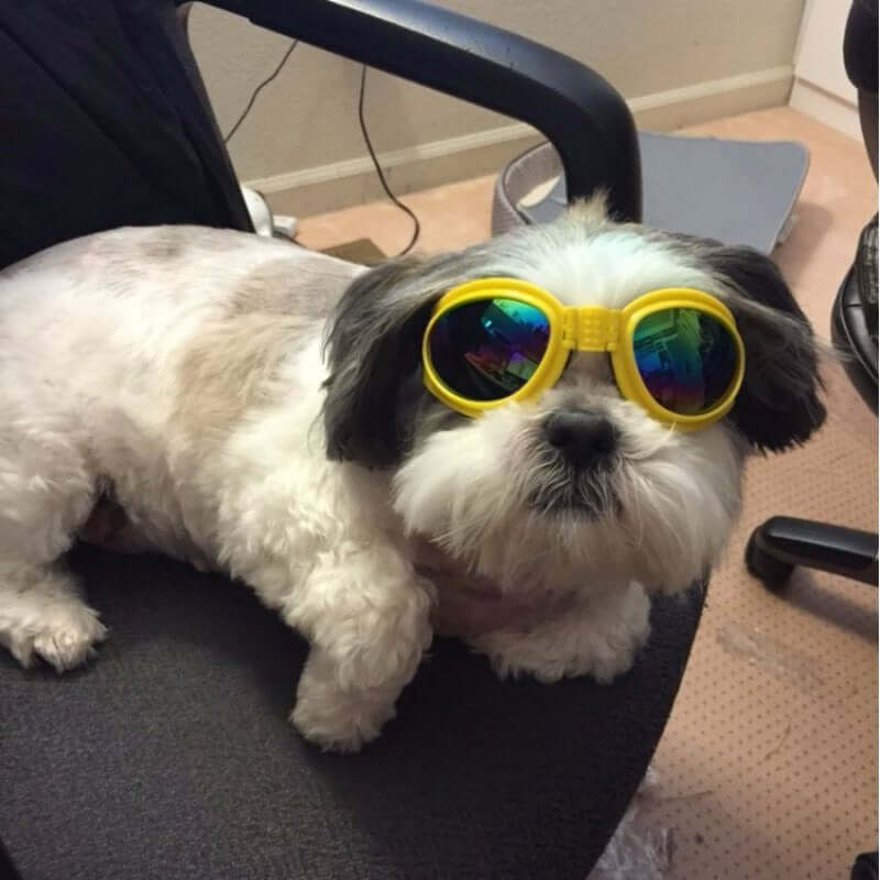 Dog Sunglasses Foldable Medium Size Waterproof Goggles UV Protection