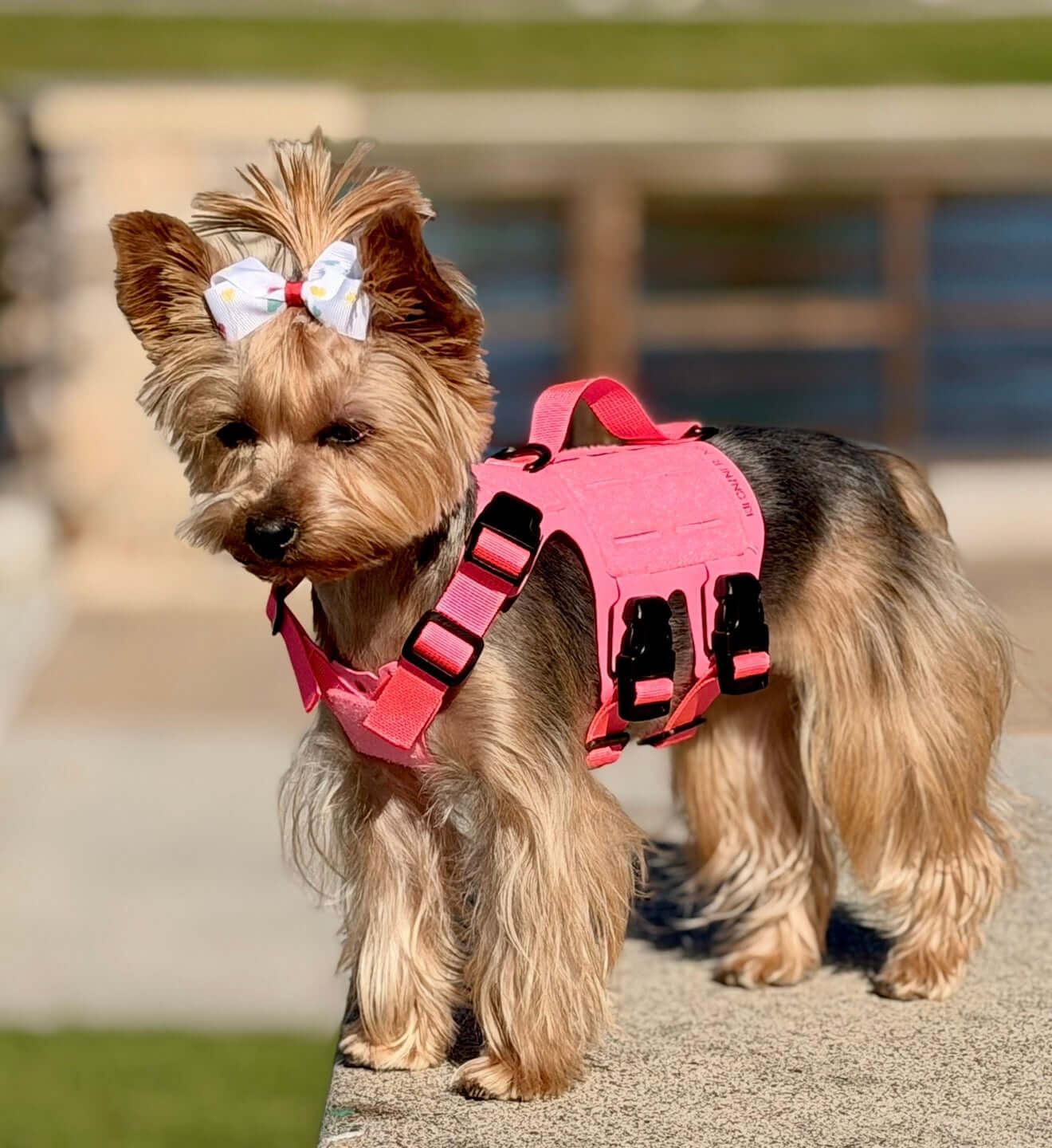 K9R - M5 MOLLE Light Vest Small Dogs on a yorkshire terrier with a pink vest and a bow.