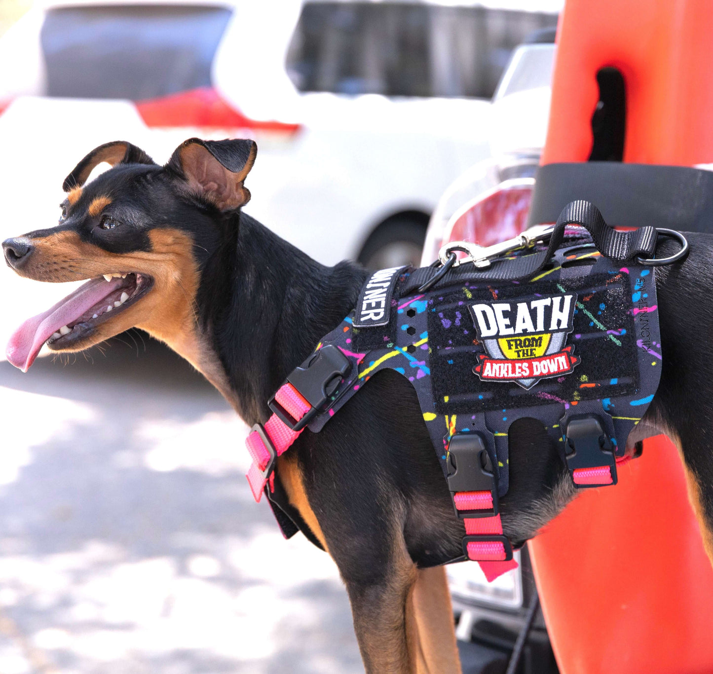 K9R - M5 MOLLE Light Vest Small Dogs on a small dog enjoying outdoor activity.