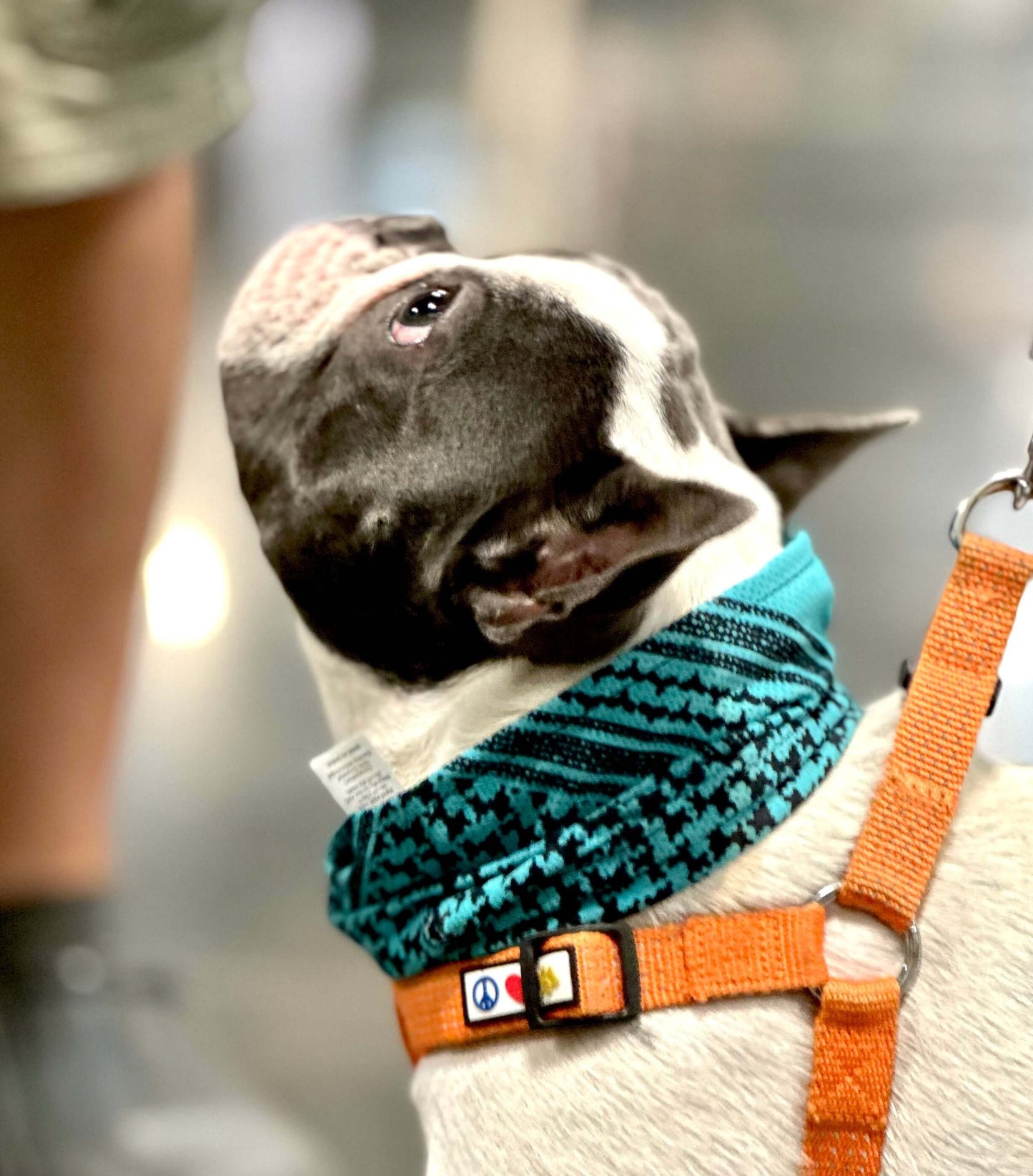 Cooling Shemagh Scarf for Dogs worn by a small dog looking up, featuring a blue pattern and orange harness.