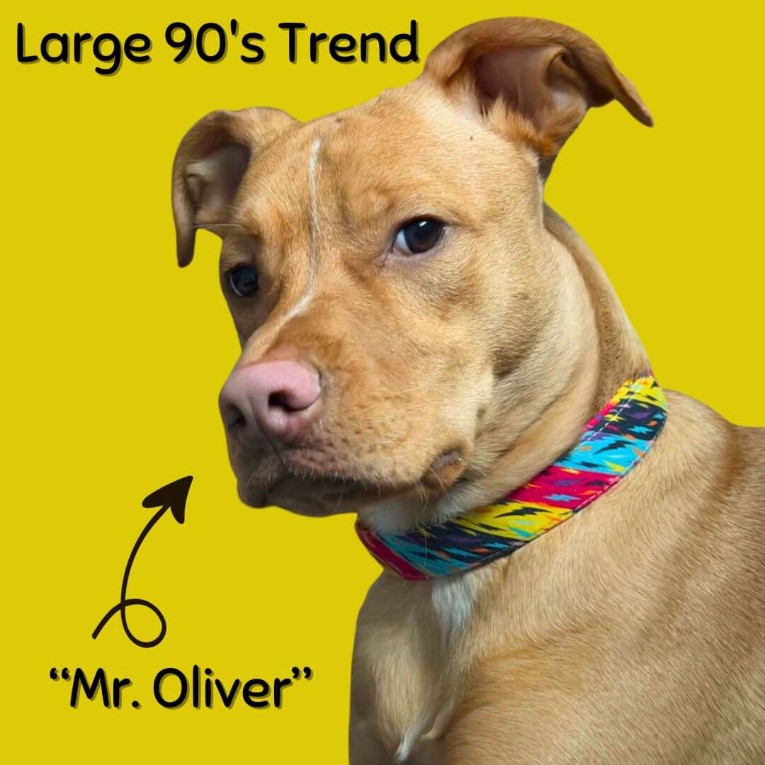 Boop Town Durable Soft Comfortable Cotton Dog Collars on a dog with a colorful collar, showcasing a stylish and comfortable pet accessory.