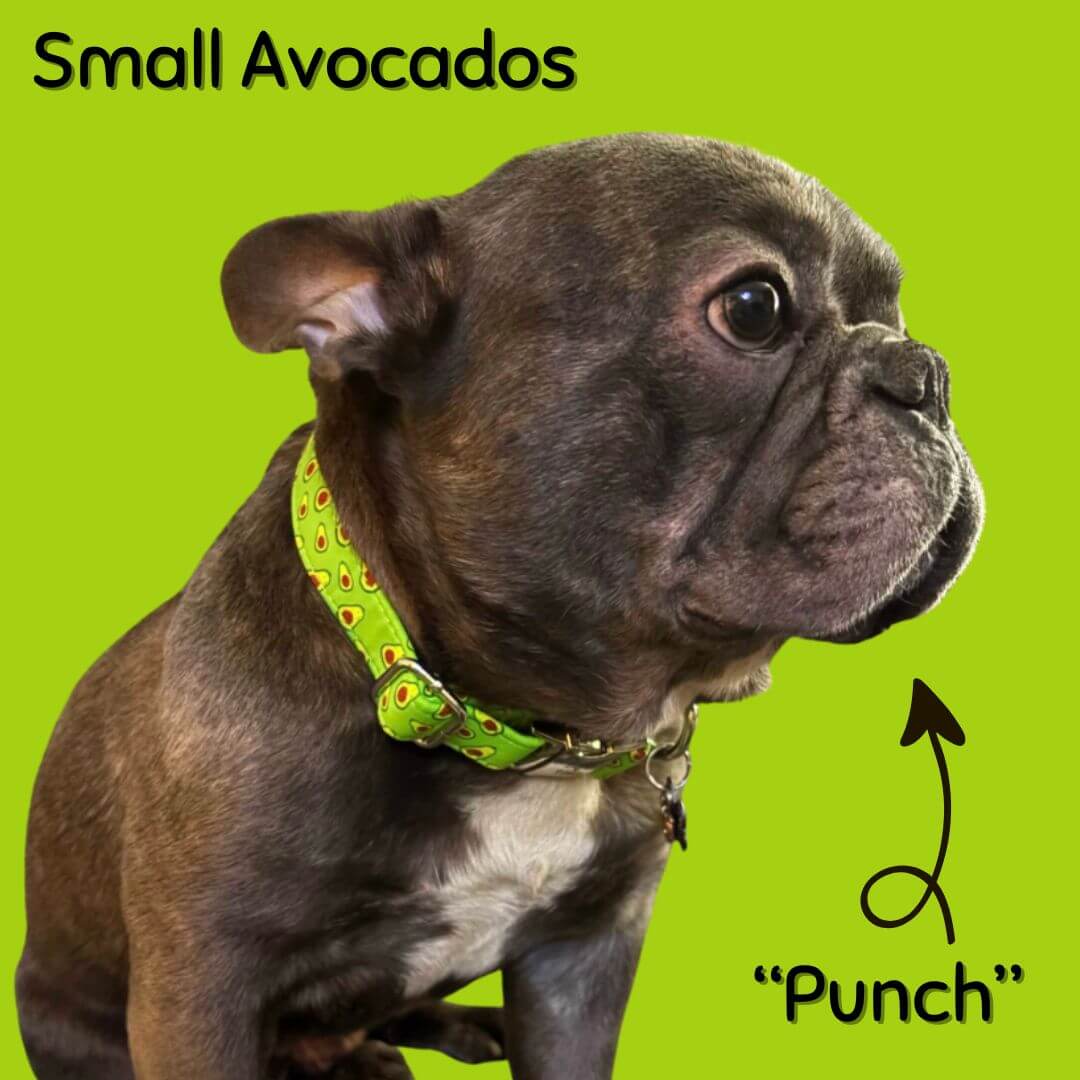 Boop Town Durable Soft Comfortable Cotton Dog Collars on a dog named Punch, showcasing comfort and style.