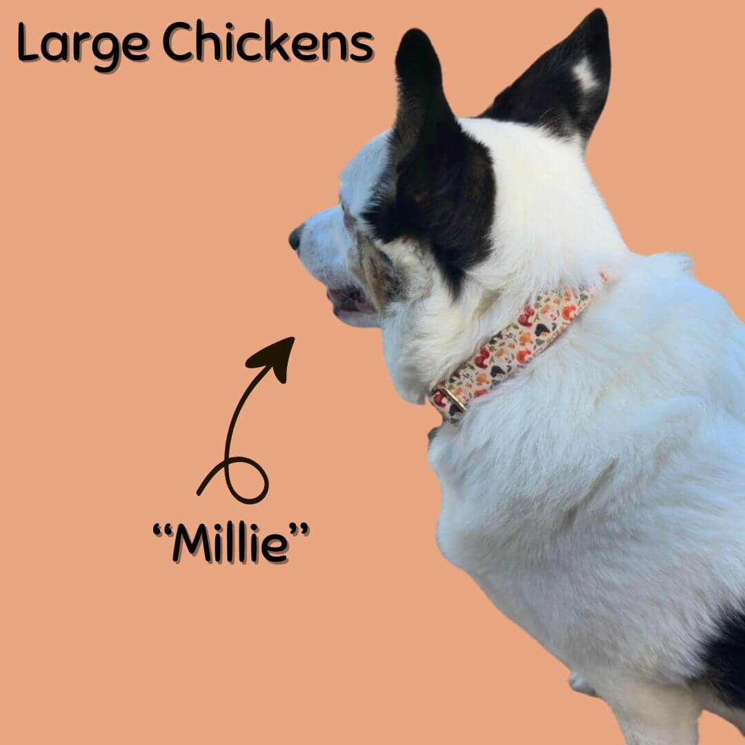 Boop Town Durable Soft Comfortable Cotton Dog Collars showcased on a dog named Millie, emphasizing comfort and style.