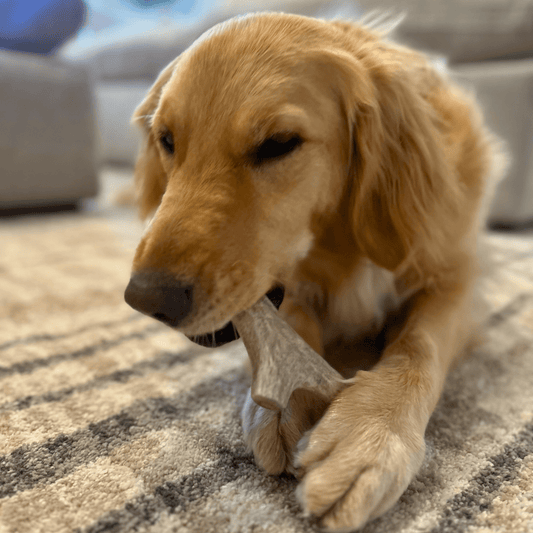 Golden Retriever dog chewing on an Organic Deer Antler Dog Chews, ideal for vigorous, experienced chewers weighing 35+ pounds.