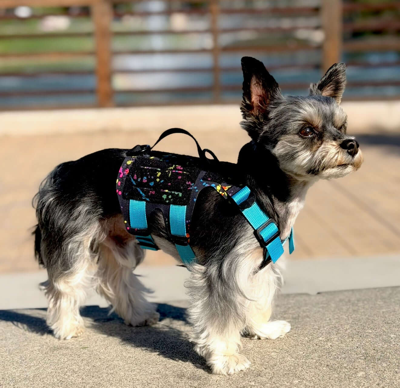 K9R - M5 MOLLE Light Vest Small Dogs on a small dog standing outdoors, showcasing its vibrant design and secure fit.