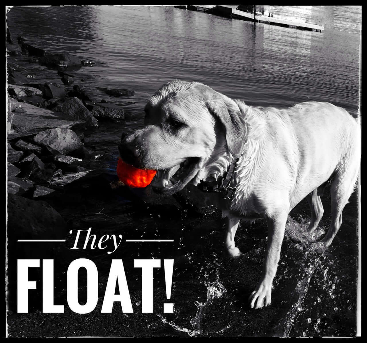 WUNDERBALL - Best Fetch Toy