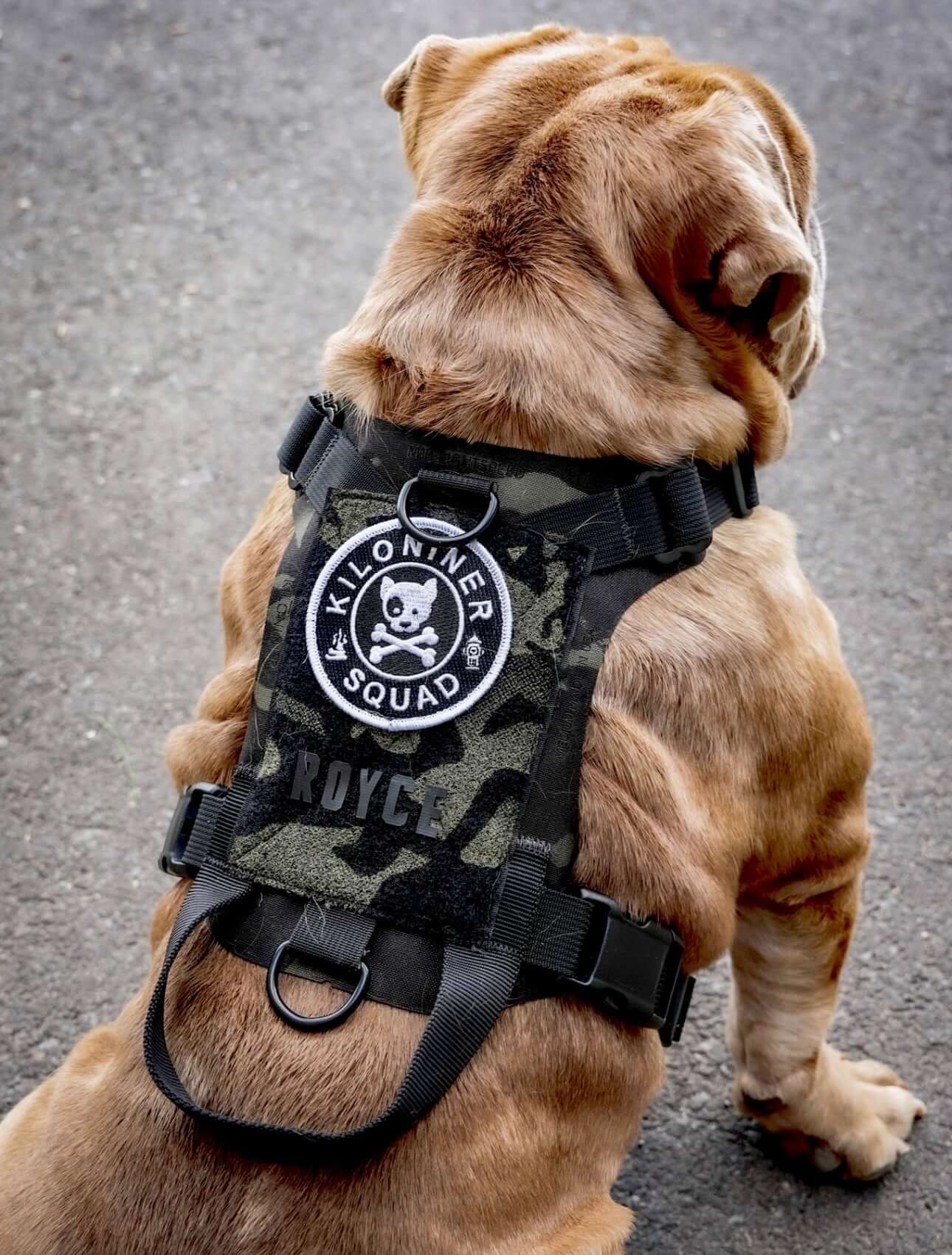 K9R - M1 LightSpeed Dog Harness on a dog showing the Kiloniner Squad logo and camouflage design.