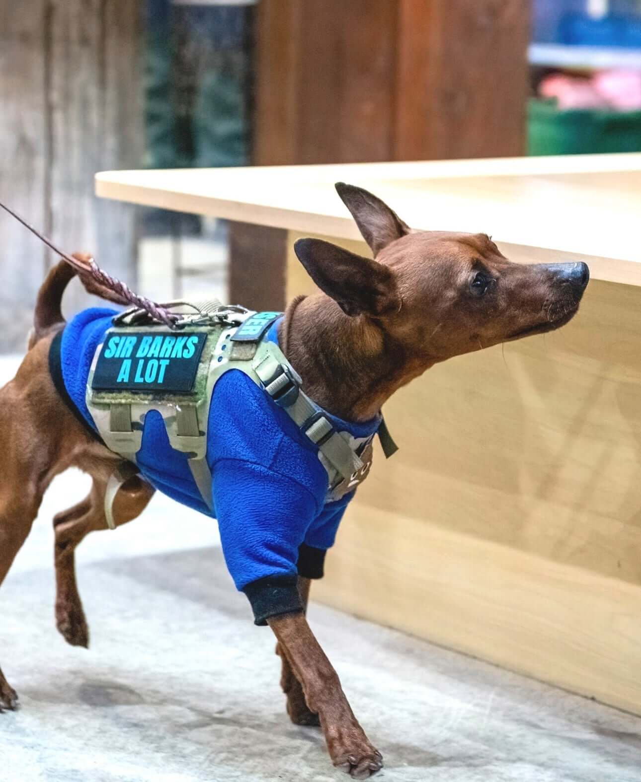 K9R - M5 MOLLE Light Vest Small Dogs worn by a small dog on a leash in a cozy indoor setting.