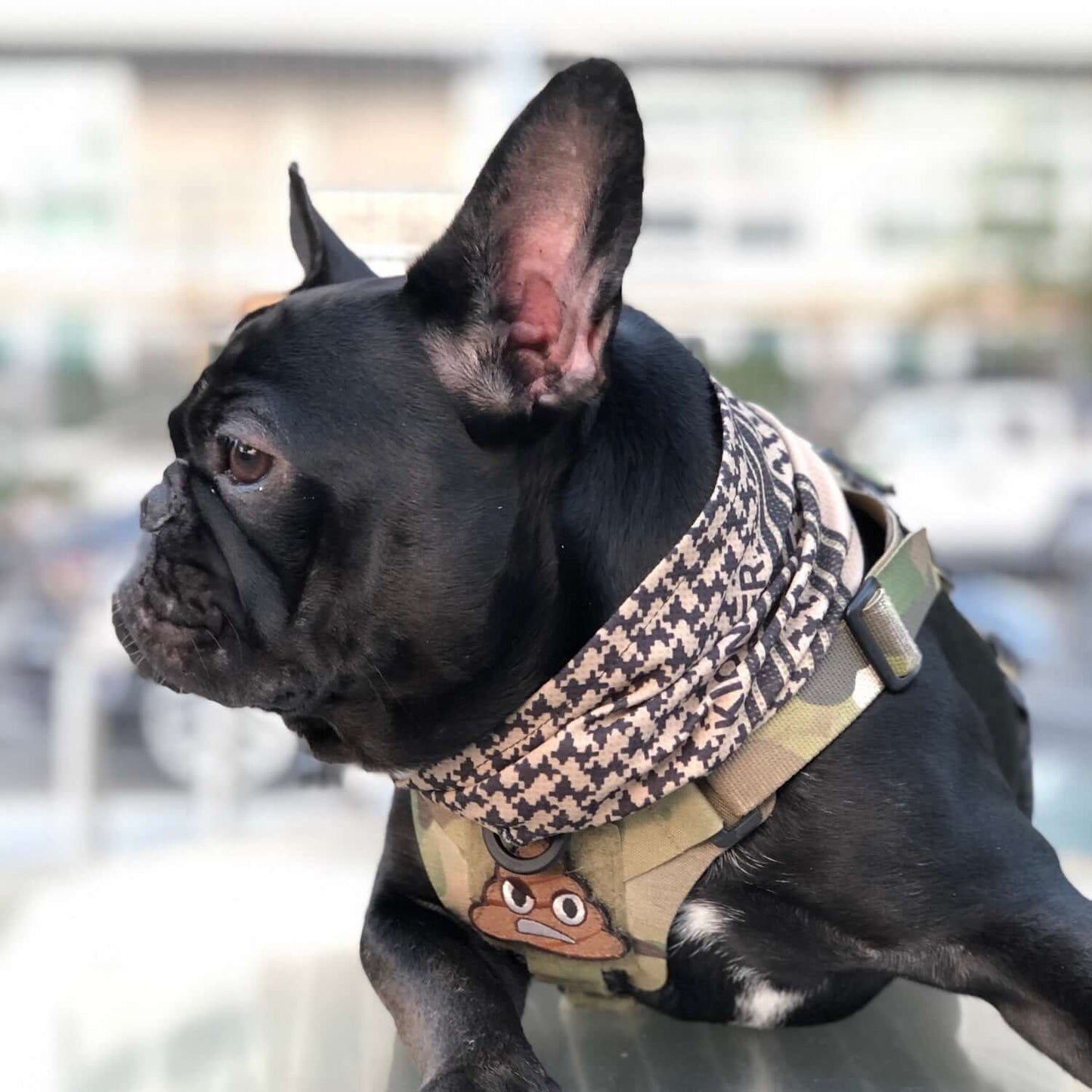 Cooling Shemagh Scarf for Dogs worn by a black French Bulldog, showcasing style and comfort in warm weather.