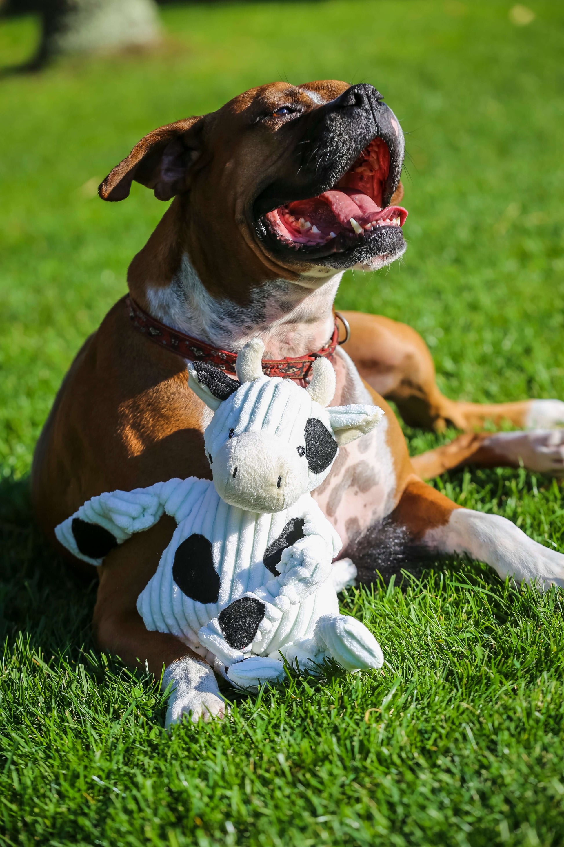 Happy dog lying on grass with Dottie Cow Knottie Plush Dog Toy, showcasing the playful bond between pets and toys.