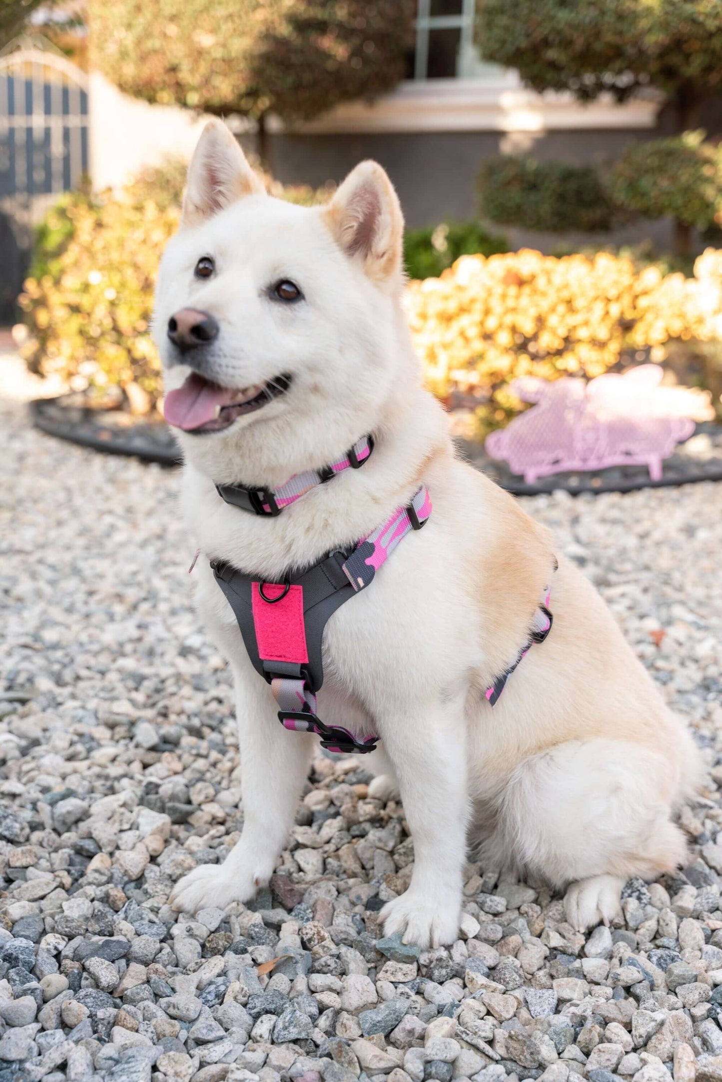 K9R - M1 LightSpeed Dog Harness on a happy dog sitting on gravel outdoors, showcasing its stylish design.