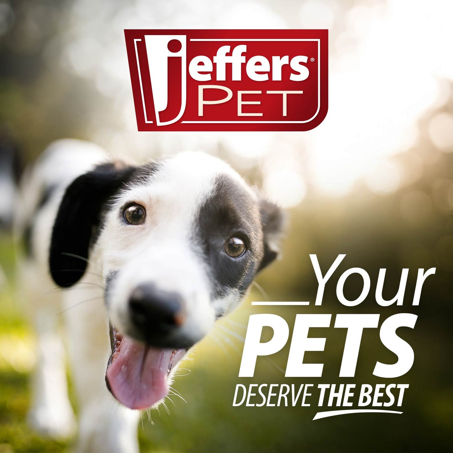 Jouet à mâcher dentaire couineur en caoutchouc naturel pour chien, Jeffers, fraise couineur