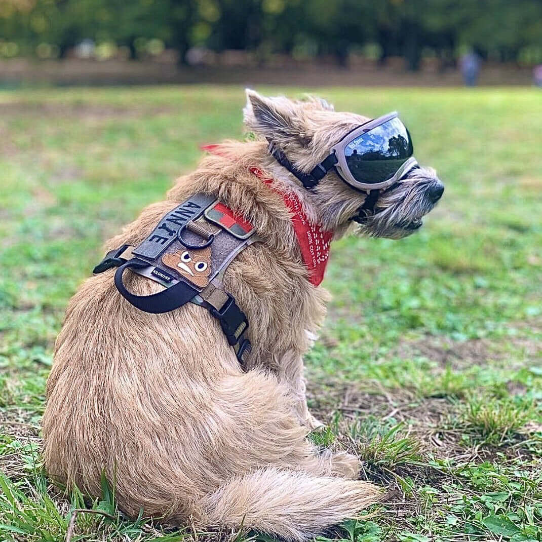 A dog wearing sunglasses and a K9R - M1 LightSpeed Dog Harness seated in a grassy park.