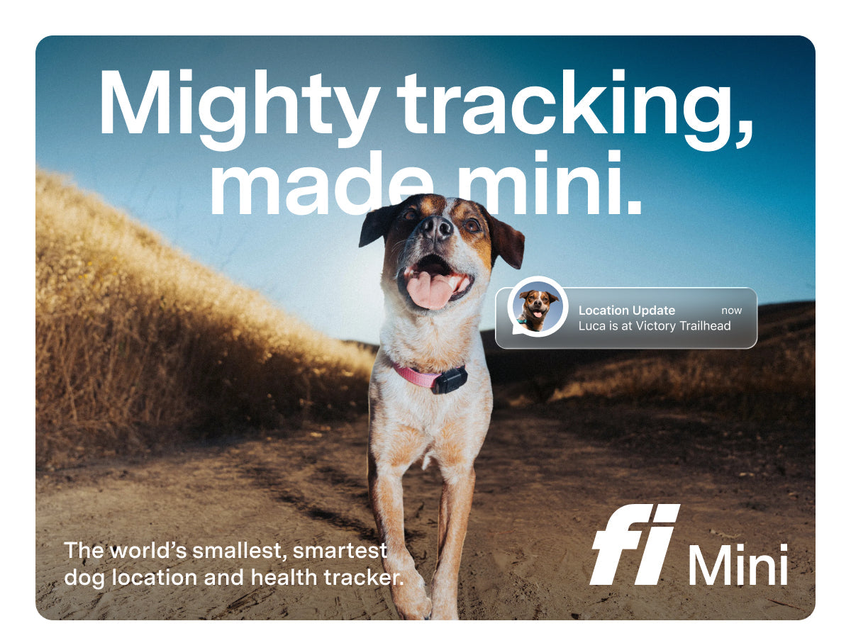Fi Mini GPS Tracker for Dogs 6-Month Membership Included Smart Pet Tracking Collar Attachment Lightweight