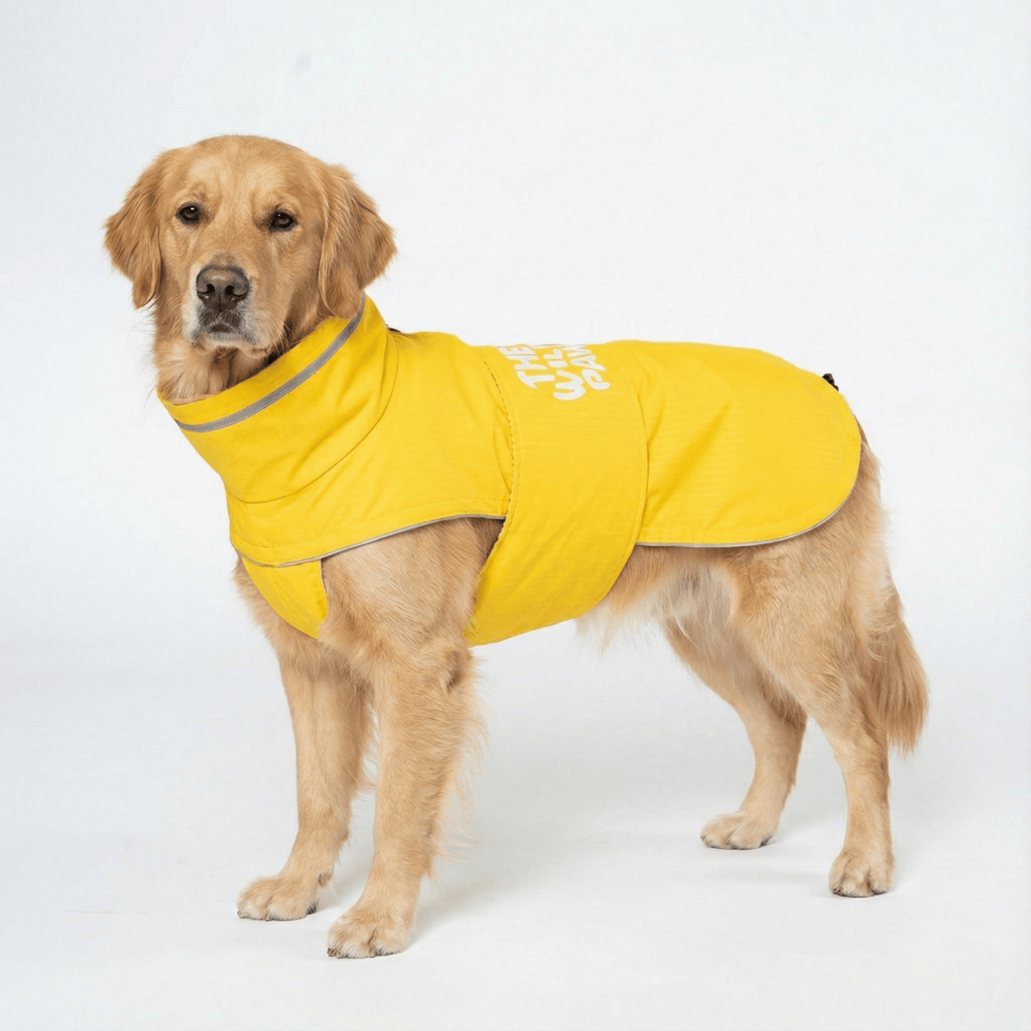 A golden retriever wearing Wild Paw's WildGuard Rain Coat, showcasing its bright yellow waterproof design.
