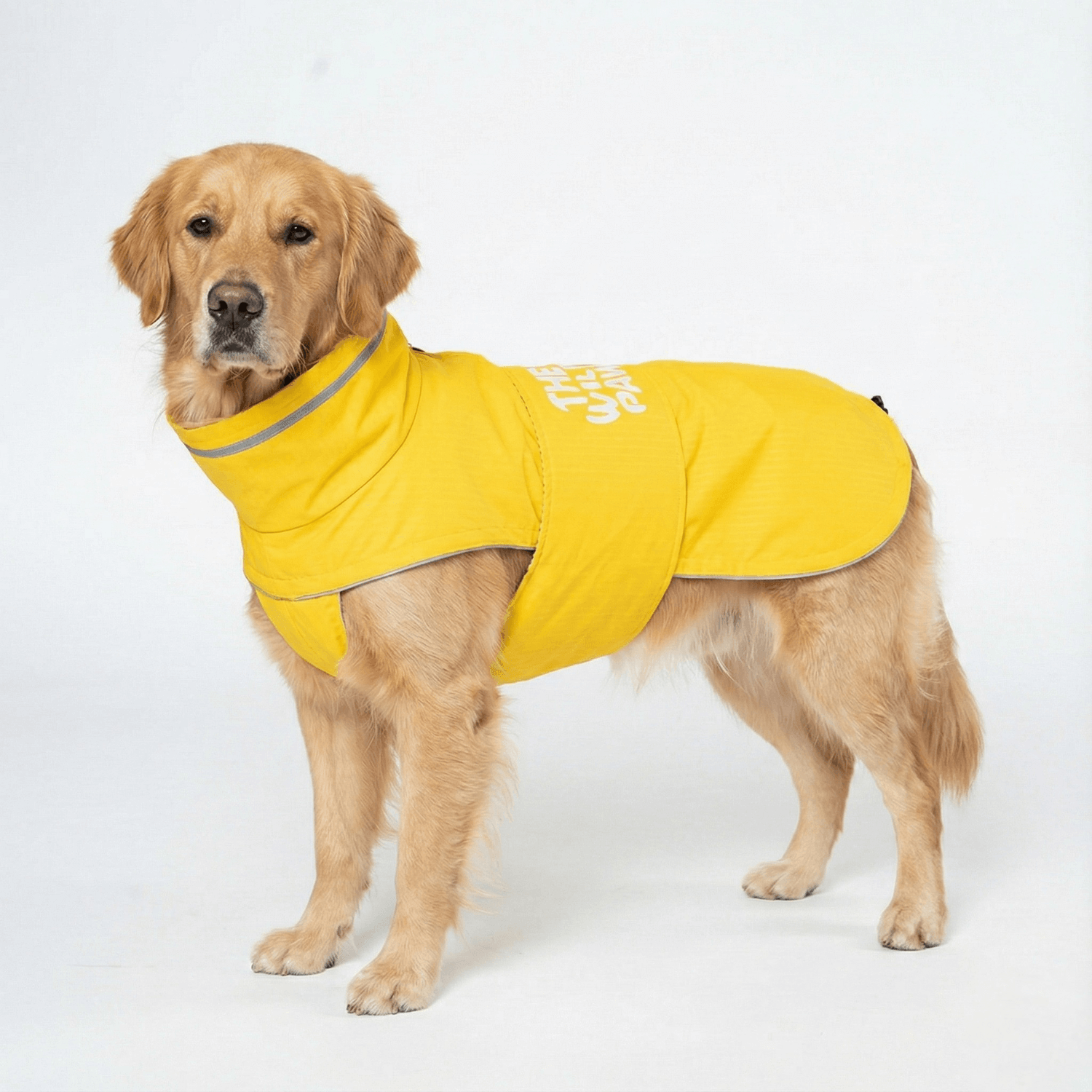 A golden retriever wearing Wild Paw's WildGuard Rain Coat, showcasing its bright yellow waterproof design.