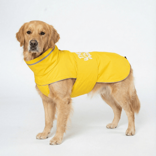 A golden retriever wearing Wild Paw's WildGuard Rain Coat, showcasing its bright yellow waterproof design.