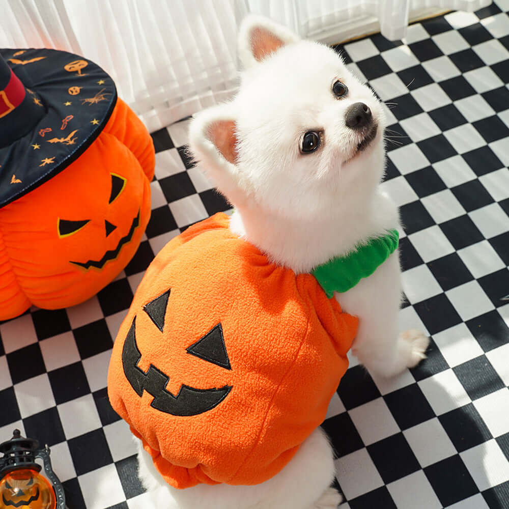 Halloween Pumpkin Pet Costume – Vest, Hat & Set Options