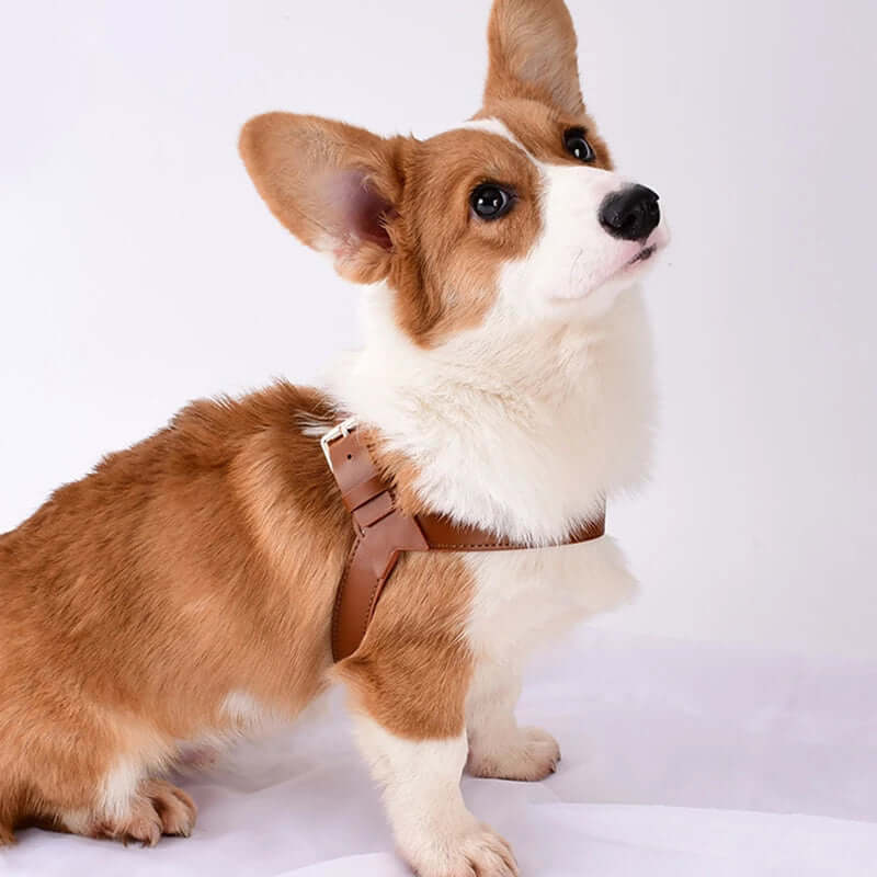 Corgi wearing a Summer Dog Vest Chest Harness and Leash in deer brown color, showcasing comfort and style.