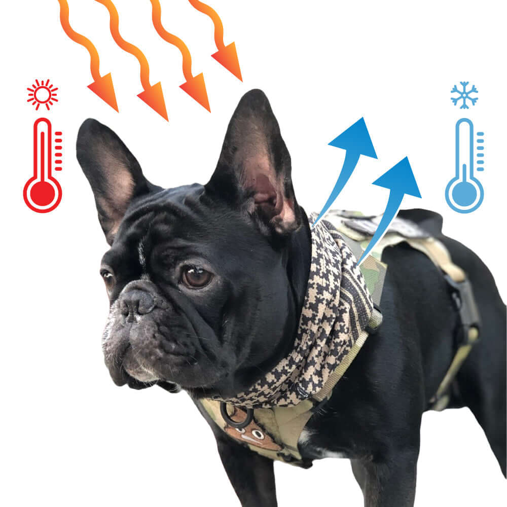 Cooling Shemagh Scarf for Dogs on a French Bulldog, featuring cooling and heating graphics.