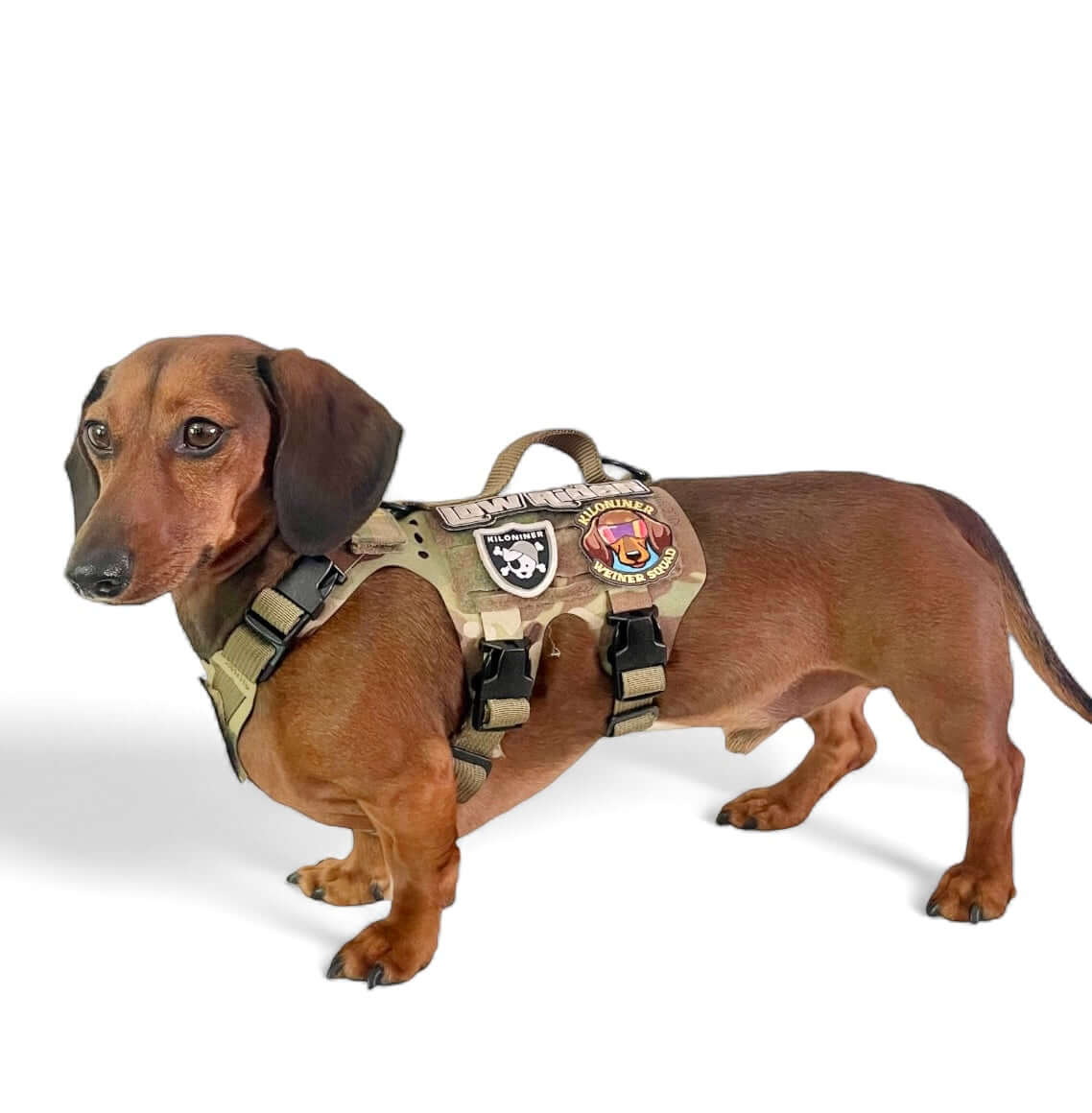 K9R - M5 MOLLE Light Vest Small Dogs worn by a dachshund with military patches.