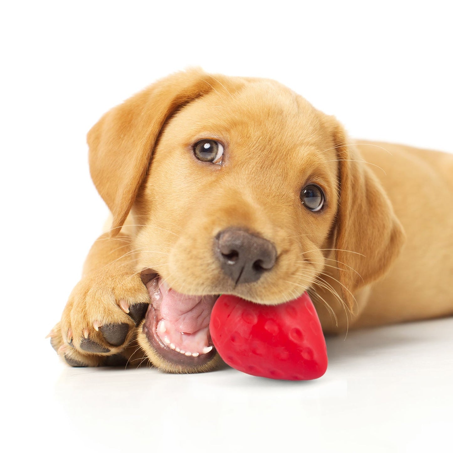 Jouet à mâcher dentaire couineur en caoutchouc naturel pour chien, Jeffers, fraise couineur