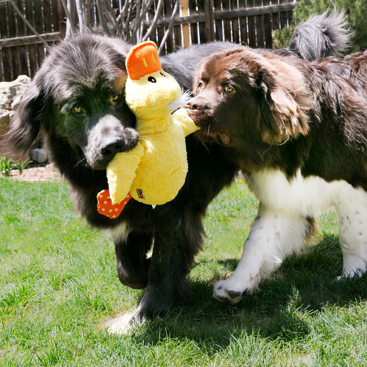KONG Comfort Jumbo Ducks, Assorted XLarge