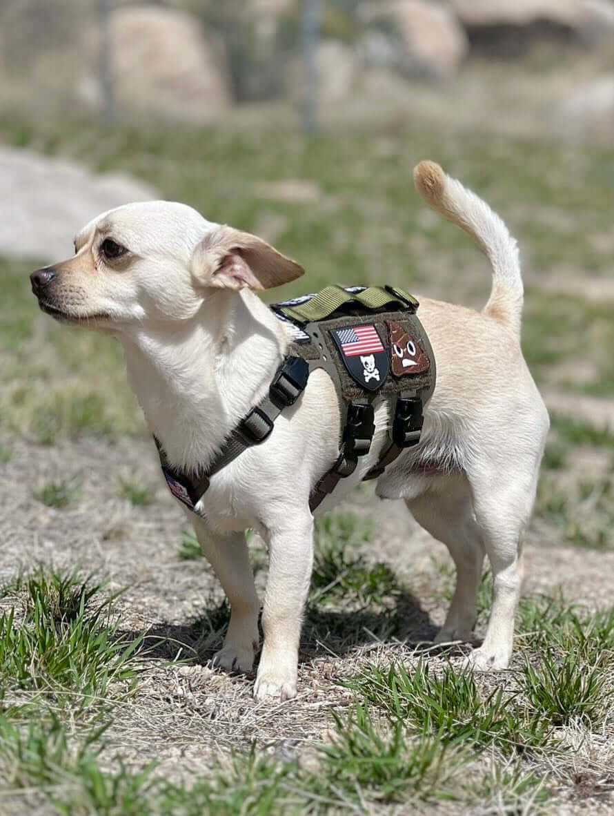 K9R - M5 MOLLE Light Vest Small Dogs worn by a small dog in a grassy outdoor setting.