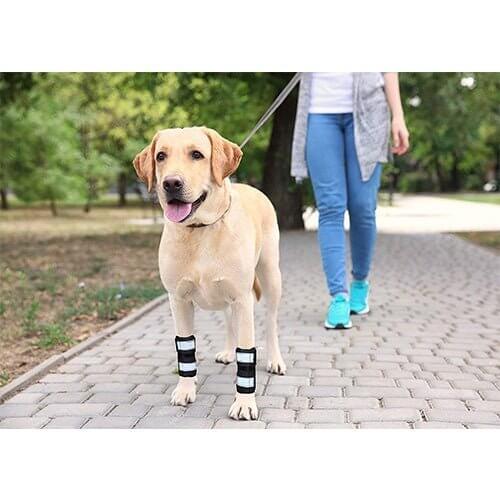 Dog Front Leg Brace Reflective-Metal Spring Inserts for Carpal Support used by a walking dog in a park.