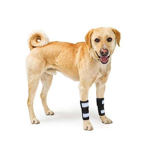 Dog Front Leg Brace Reflective-Metal Spring Inserts for Carpal Support on a happy Labrador retriever.