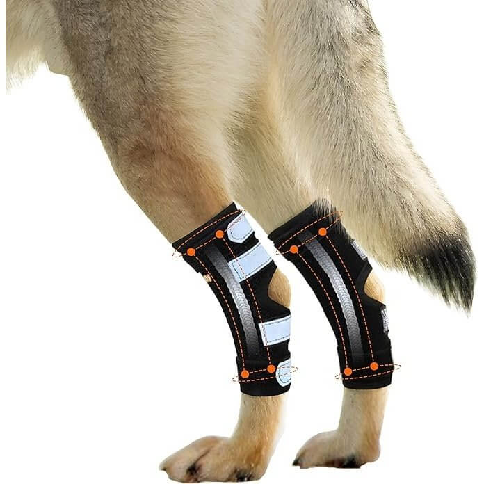 NeoAlly Dog Rear Leg Hock Brace Metal Spring Strips for L Dogs Long on a dog's rear legs.