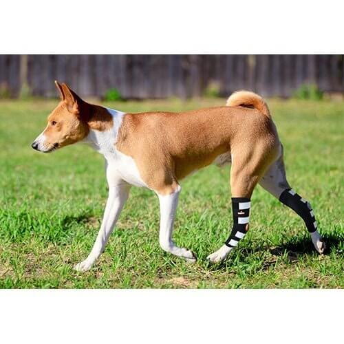 NeoAlly Dog Rear Leg Hock Brace Metal Spring Strips for L Dogs Long on a dog walking in a grassy area.