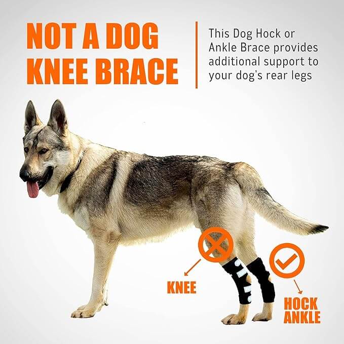 NeoAlly Dog Rear Leg Hock Brace Metal Spring Strips for L Dogs Long on a dog illustration with support emphasis.