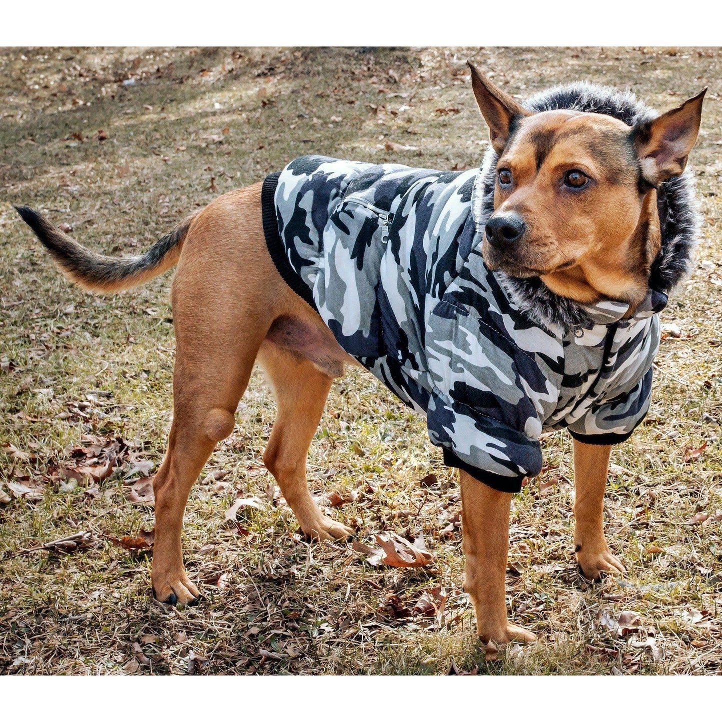 3M insulated dog parka on a medium-sized dog in a camouflage pattern, featuring a faux fur hood and outdoor setting.