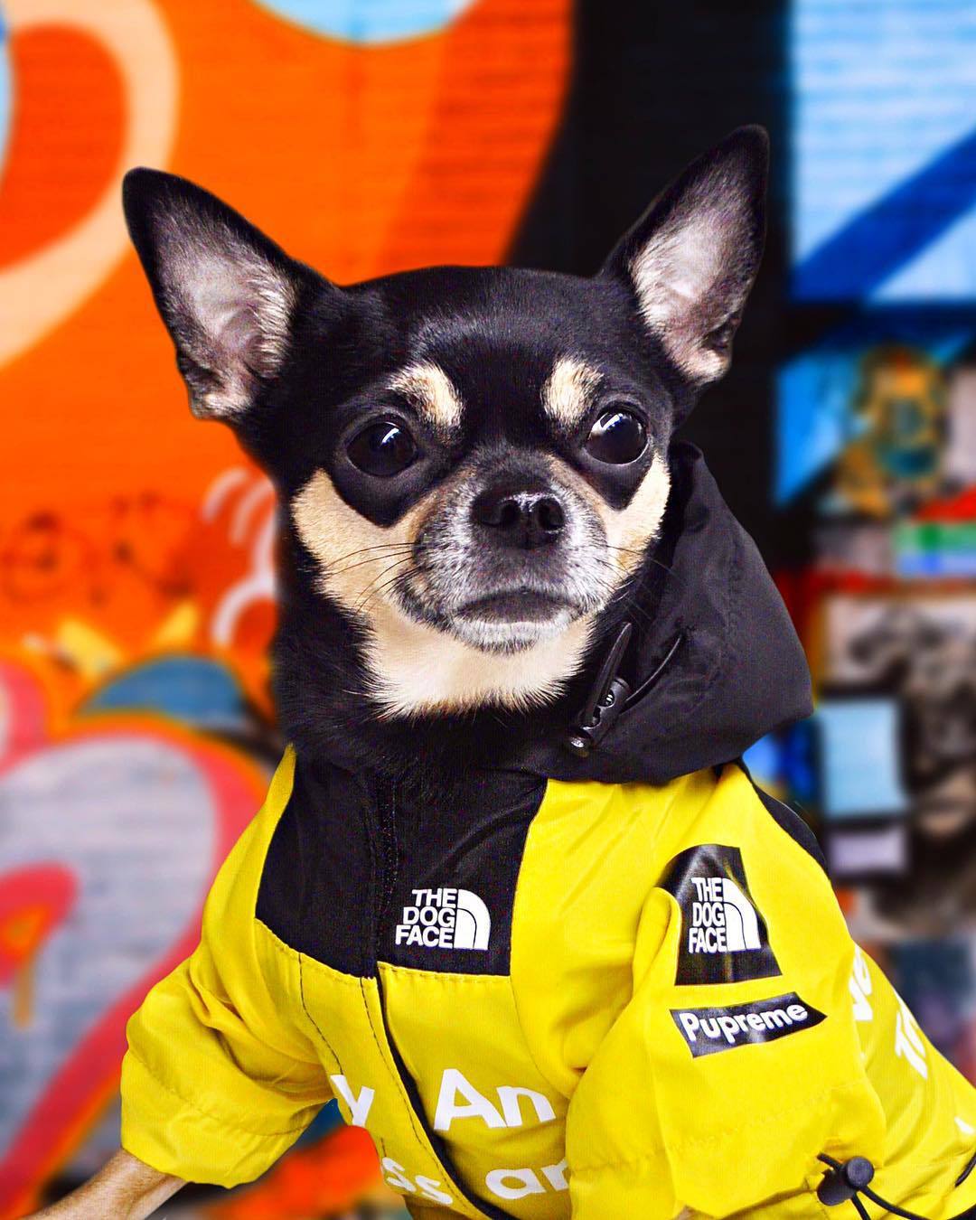 Imperméable pour Chien pour Grands Animaux de Compagnie