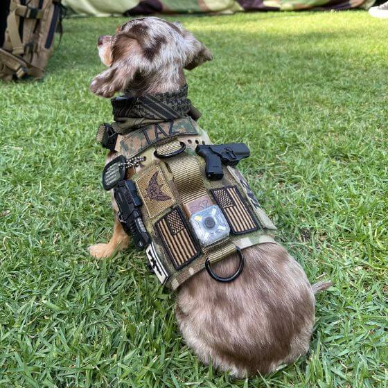 K9R - M5 MOLLE Light Vest Small Dogs worn by a small dog on grass, highlighting the military-inspired design and features.